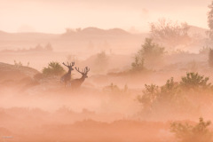 Edelherten in de mist tijdens zonsopkomst